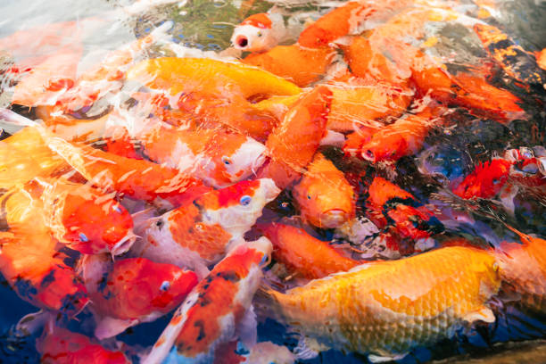 istock A bunch of Coi fish in the water 1467431761