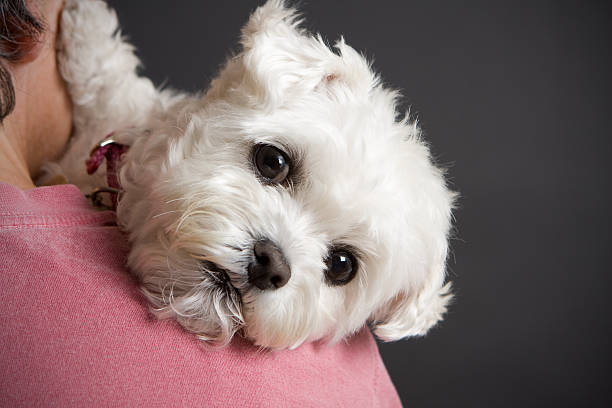 istock Bichon Maltese Dog Resting on a Shoulder 146743209