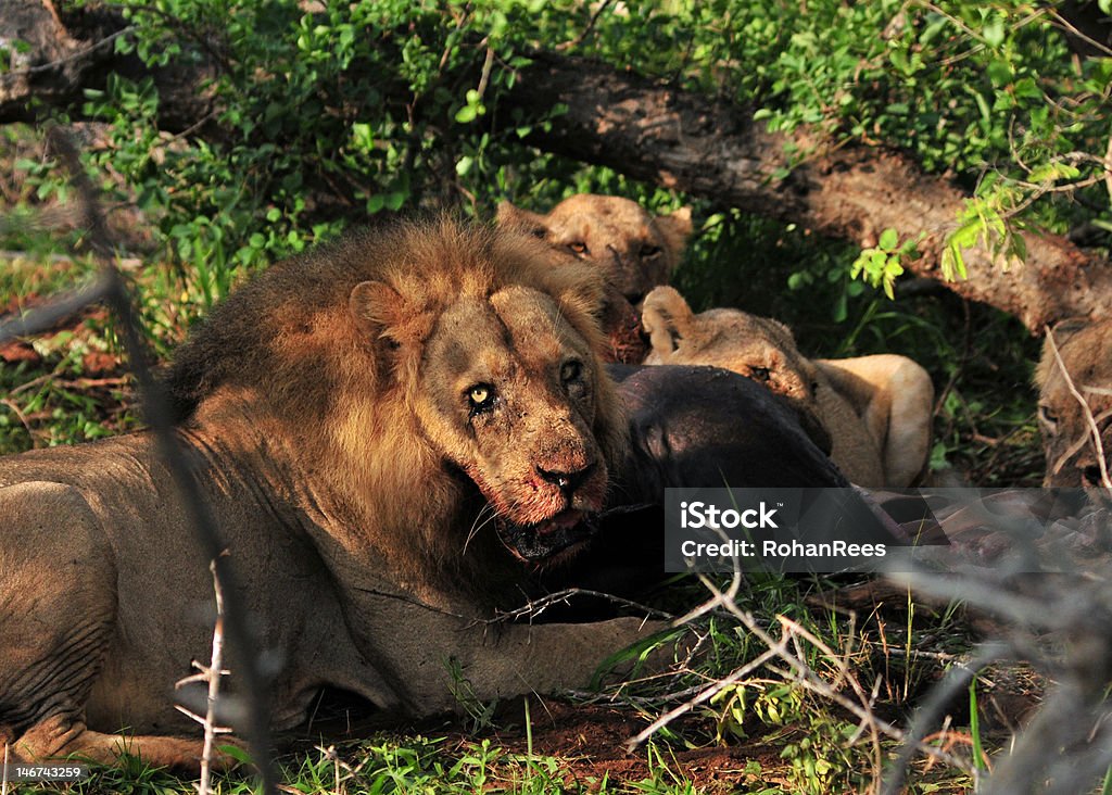 Savage Kill By Lion Pride Stock Photo - Download Image Now - Animals In The  Wild, Dead Animal, Feeding - iStock