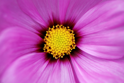 Close up view of the center of an annual Cosmos flower