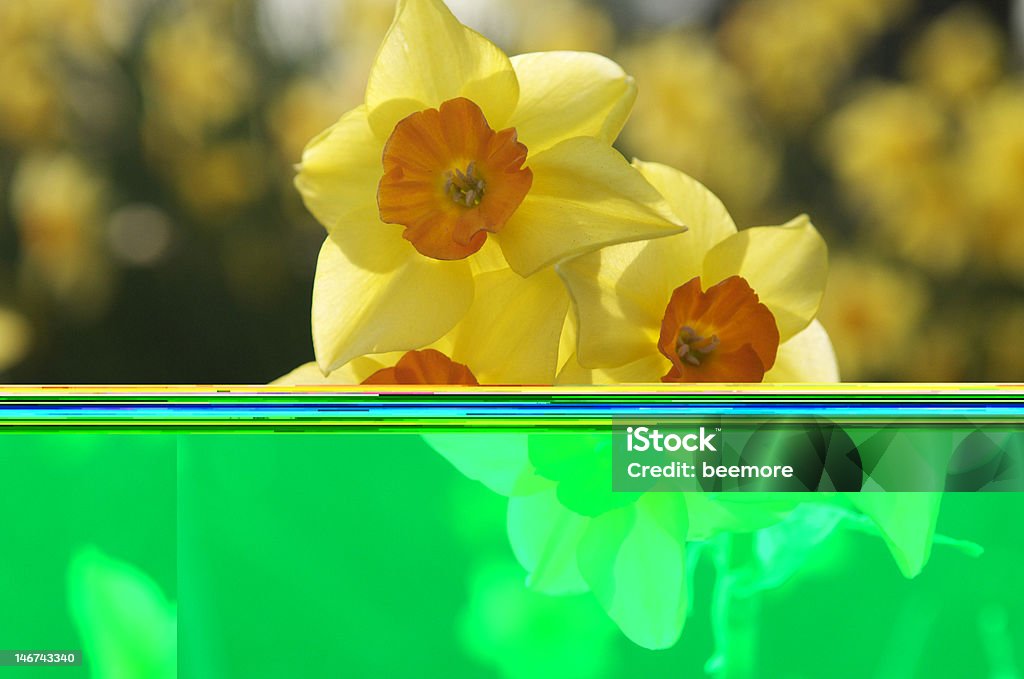 Narcissus 、春が咲き乱れダファデル、黄色ペタルズ - ユリのロイヤリティフリーストックフォト