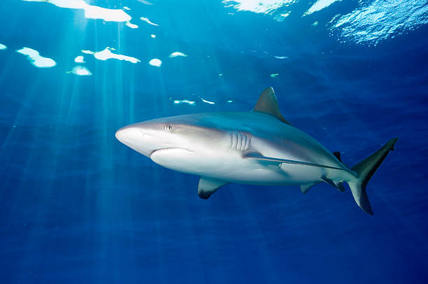 Grey reef shark passing by lit by mild afternoon sun.