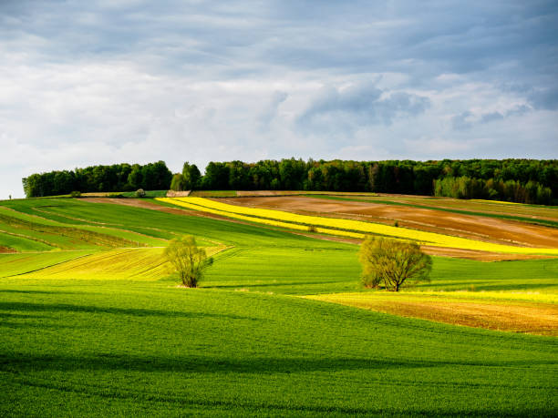 istock Spring farmland in the hills. 1467434301