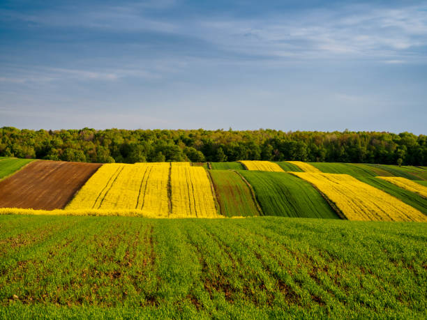 Spring farmland in the hills.