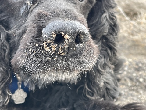 Cocker spaniel with sand on his nose