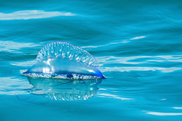 istock Portuguese Man o War 1467434807