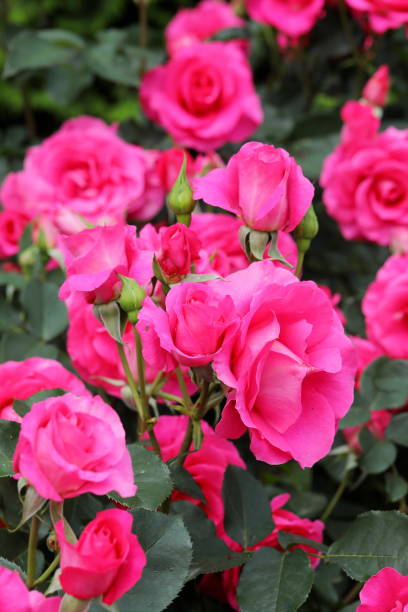 istock Roses blooming in a Japanese rose garden 1467435097