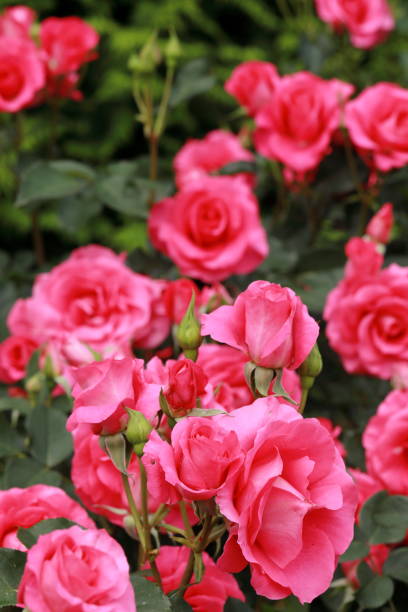 istock Roses blooming in a Japanese rose garden 1467435099