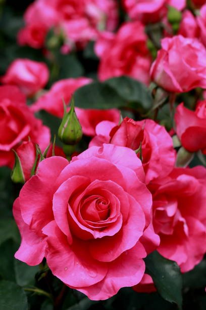 istock Roses blooming in a Japanese rose garden 1467435100