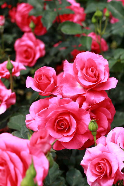 istock Roses blooming in a Japanese rose garden 1467435111