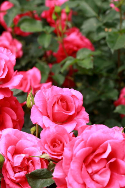 istock Roses blooming in a Japanese rose garden 1467435127