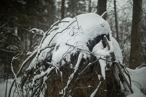 Fallen tree in forest. Roots of tree. Snow on roots. Deep in forest.