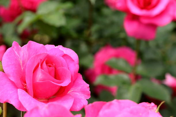 istock Roses blooming in a Japanese rose garden 1467435145