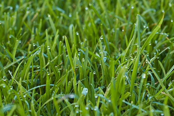 Cтоковое фото Роса на траве
