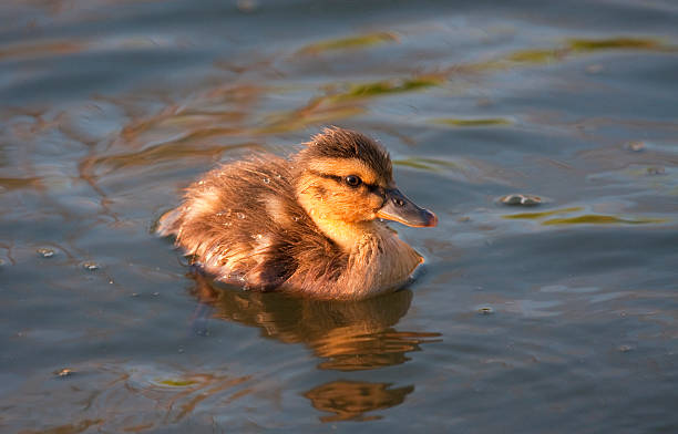 Duckling stock photo