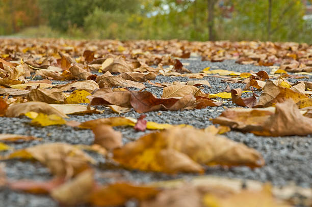 Cтоковое фото Осенние листья на земле