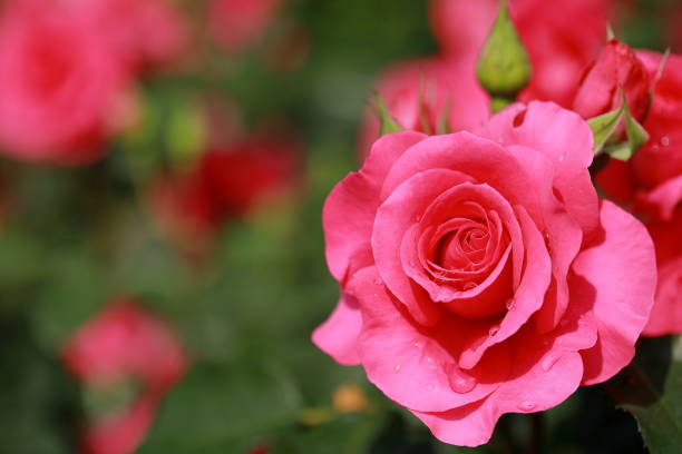 istock Roses blooming in a Japanese rose garden 1467435668
