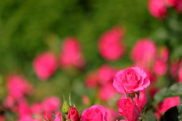 Roses blooming in a Japanese rose garden