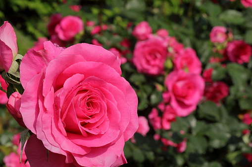 Roses blooming in a Japanese rose garden