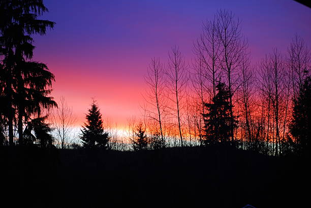 Rainbow Dawn A rainbow of colour lights up the dawn sky in Duvall, Washington.  February, 2008. silhouette evergreen tree back lit pink stock pictures, royalty-free photos & images