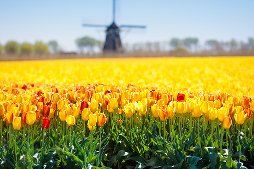 Tulip fields and windmill in Holland, Netherlands. Blooming flower fields with red and yellow tulips in Dutch countryside. Traditional landscape with colorful flowers and windmills.