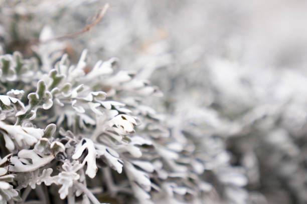 Closeup of wispy white wild flower