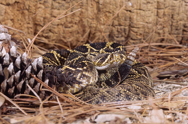 スネーク木製ラトルスネーク（crotalus horridus - timber rattlesnake ストックフォトと画像