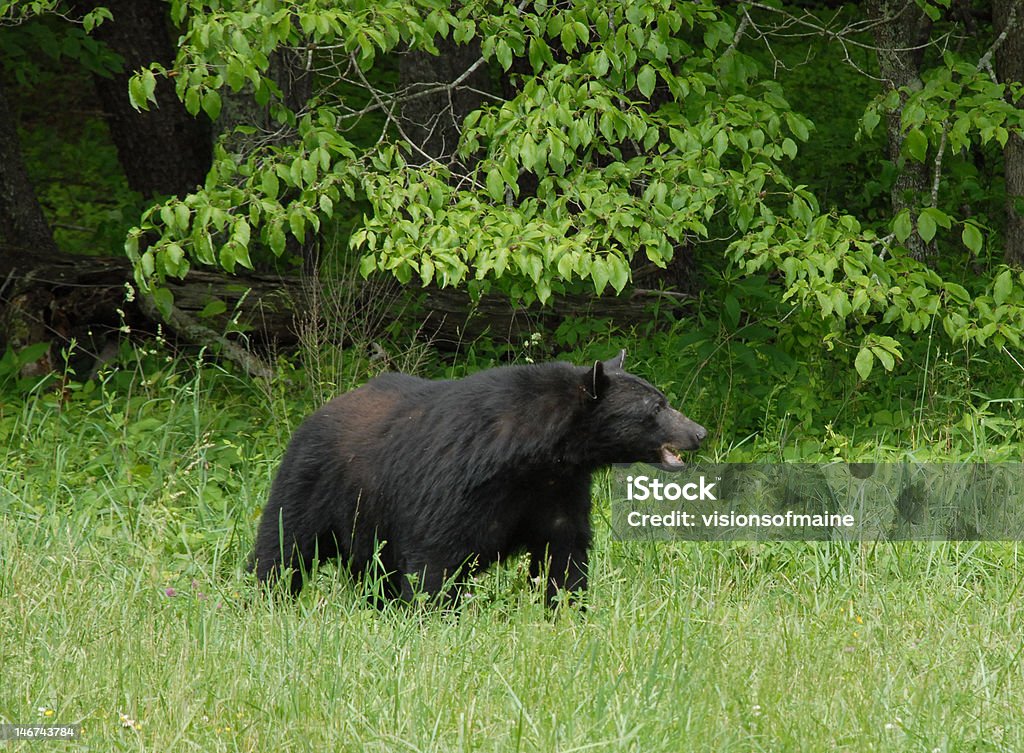 Avviso Orso nero - Foto stock royalty-free di Allerta