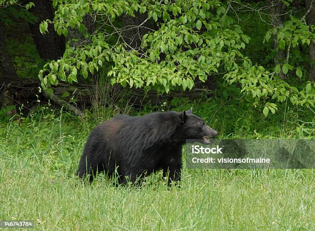 Avviso Orso Nero - Fotografie stock e altre immagini di Allerta - Allerta, Ambientazione esterna, Animale