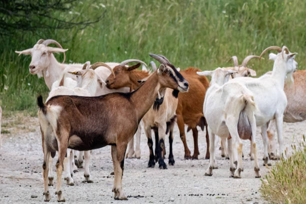 istock A group of goats grazing in the field 1467438130