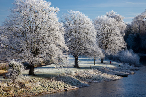 Frosty trees by the banks of the River Tweed in Kelso, Scotland