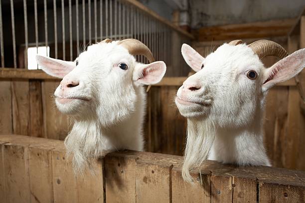 istock Two goats in a lovely farm 146744082