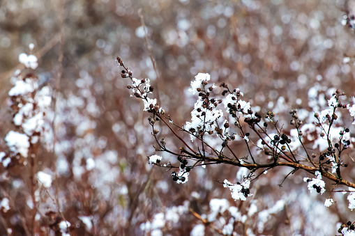 The seeds of an inflorescence of gray spirea with white snow are on a blurred gray background on a sunny winter day. Spiraea cinerea Grefsheim in winter.