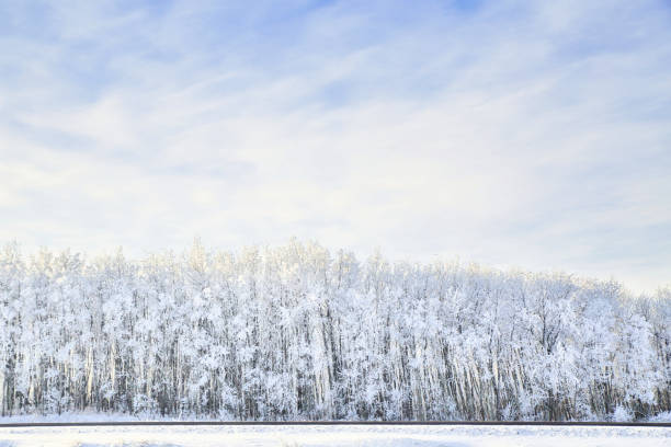 istock Heavily frosted row of trees 1467442809