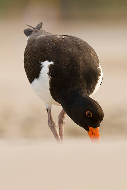 Oyster Catcher digging for food stock photo