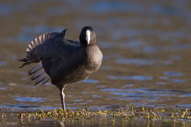 Stretching Coot stock photo