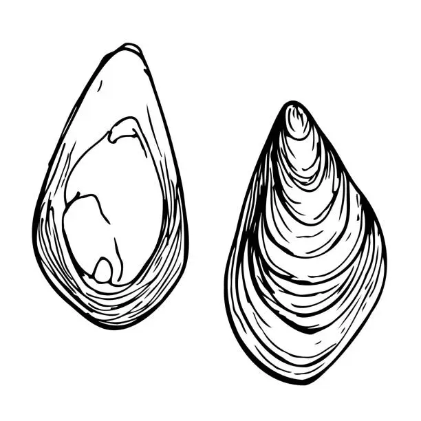 Vector illustration of Hand drawn mussels vector illustrations isolated on a white background.