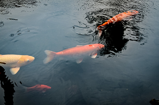 A close up shot of multiple colorful koi fish underwater at a Hawaii resort. Orange and white speckles. Palm tree reflections on the top of the water.
