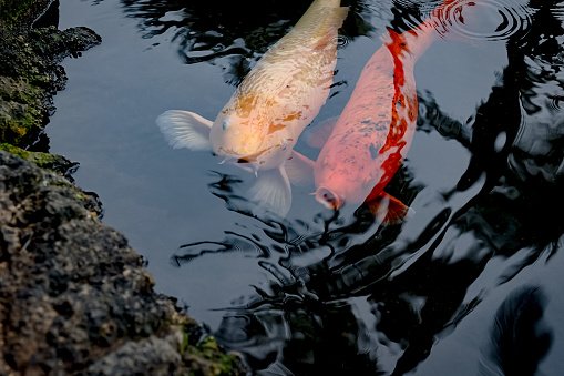 A close up shot of multiple colorful koi fish underwater at a Hawaii resort. Orange and white speckles.