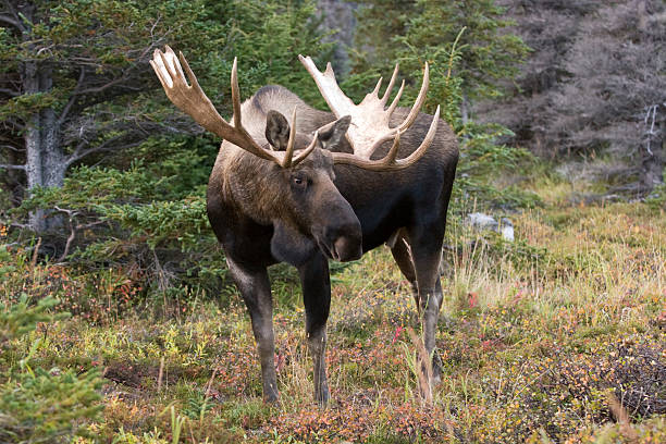 orignal mâle-parc national de chugach alaska - orignal mâle photos et images de collection