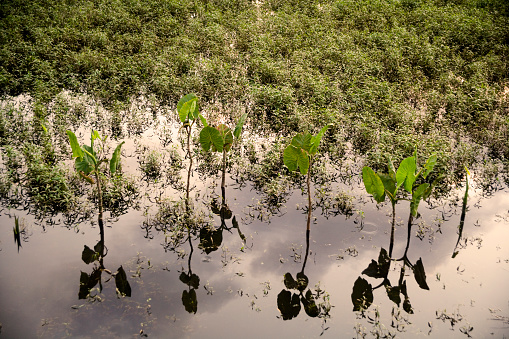 Swamp aroid (Montrichardia arborescens) Lagoon at Kapawi Ecolodge off the Pastasa River, Ecuador, South America