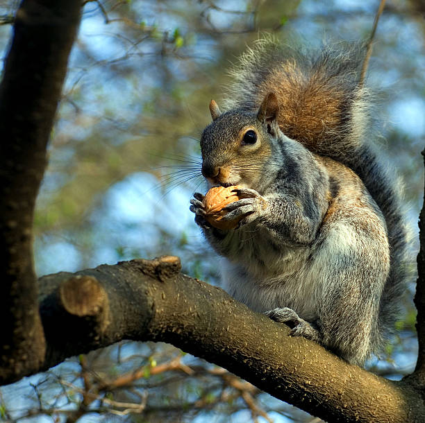 squirrel on a tree with walnut in paws stock photo