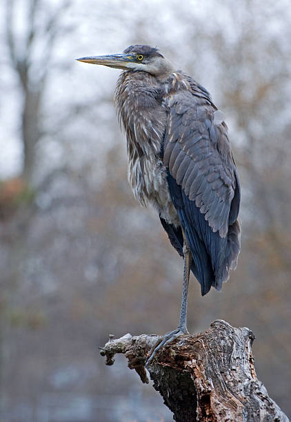 Heron Fishing stock photo