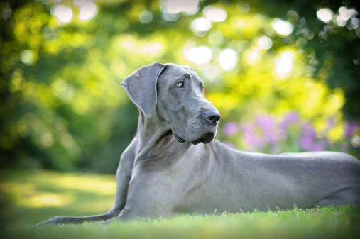 A gorgeous Blue Great Dane relaxing in a beautiful outdoor setting.