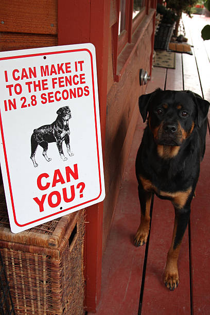 Rottweiler with Sign stock photo