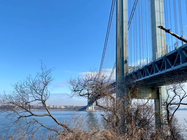 bäume unter der brücke - cable stayed bridge staten island brooklyn new york city stock-fotos und bilder