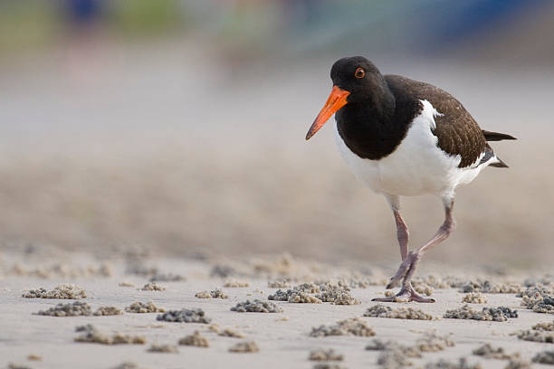 Oyster Catcher wandering the beach stock photo