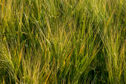 Barley field in North Dakota