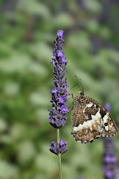 Butterfly on lavender stock photo