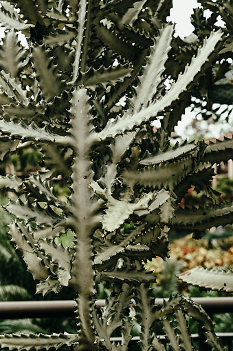 A beautiful background image showing a cactus tree plant called Euphorbia Lactea at a landscaped garden in Hawaii. Green-color.